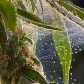 Spint: spinnenweb in je wietplant